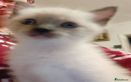 Siamese cats for sale: Siamese crossed with  Ragdol - Image 5