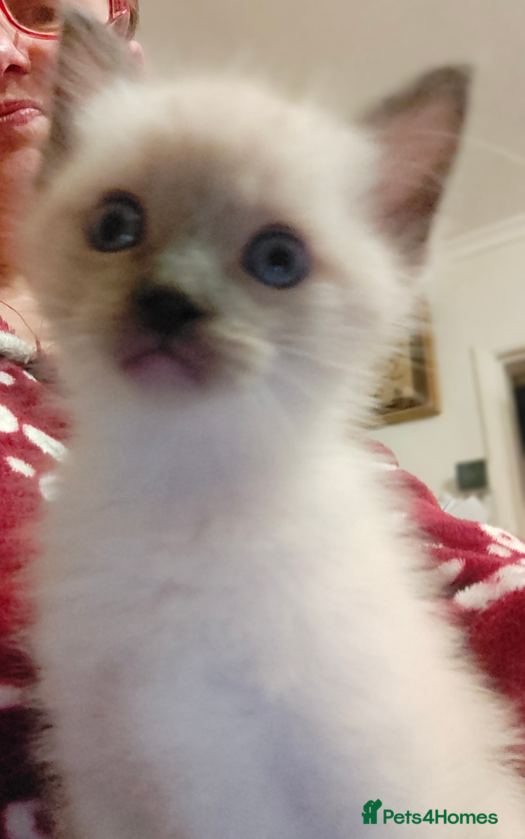 Siamese cats for sale: Siamese crossed with  Ragdol - Image 5