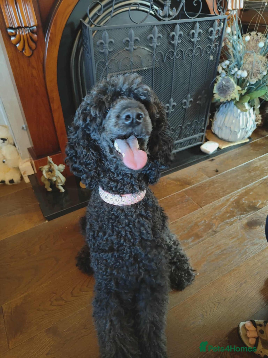 Shihpoo dogs for sale: Standard poodle x shihpoo - Image 3