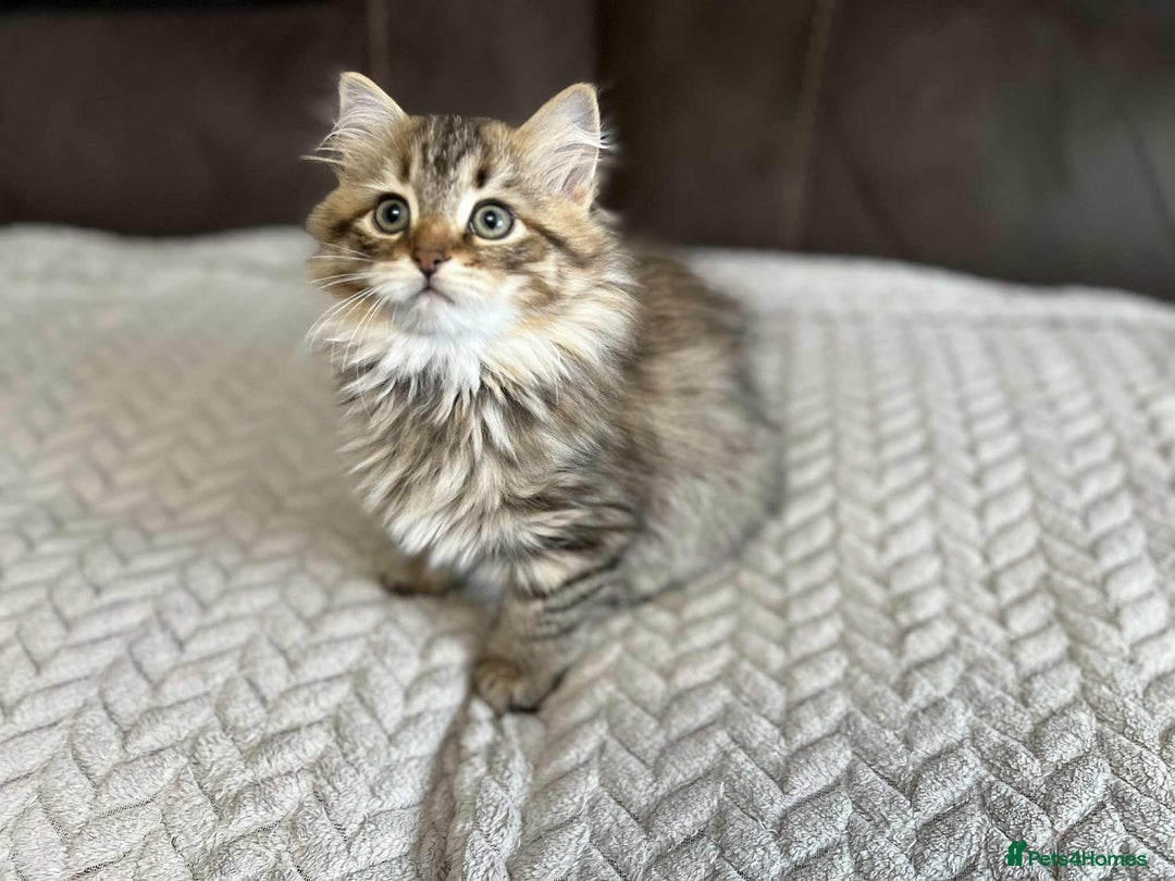 Siberian cats for sale: Purebred- Hypoallergenic Siberian Kittens - Image 32