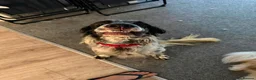 English Setter dogs for adoption: Bairon - Advert 7