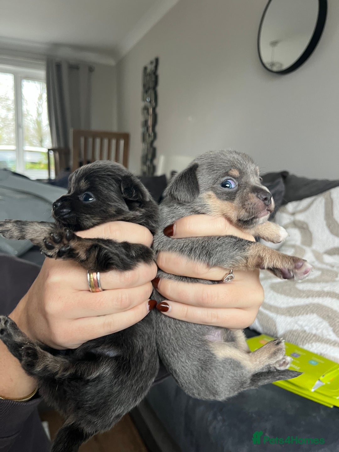 Chihuahua dogs for sale: Chihuahua Pups  - Advert 4