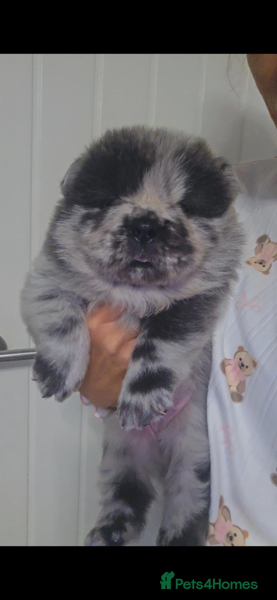 Chow Chow dogs Merle boy Chow Chow unreal colouring and markings - Advert 1