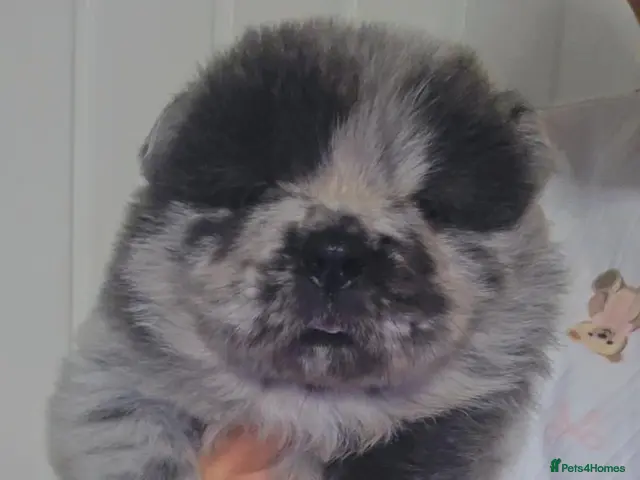 Chow Chow dogs Merle boy Chow Chow unreal colouring and markings - Advert 1