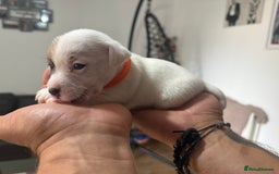 Jack Russell dogs for sale: Miniature Jack Russell terrier 3 boys and 3 girls  - Image 35