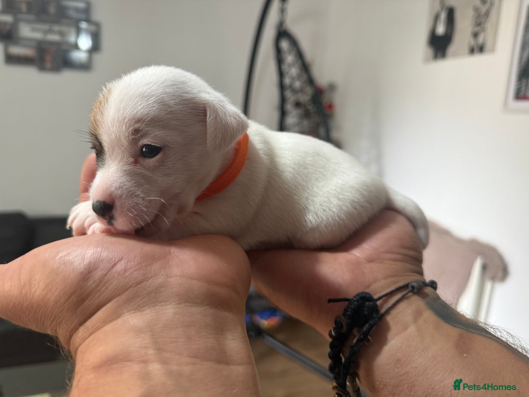Jack Russell dogs for sale: Miniature Jack Russell terrier 3 boys and 3 girls  - Image 35