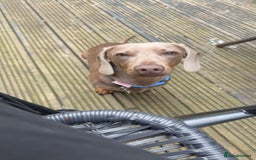 Miniature Dachshund dogs for sale: Isabella tan miniature dachshund  - Image 1