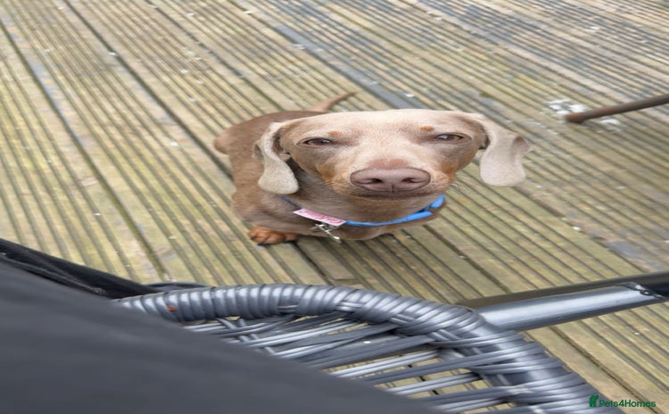 Miniature Dachshund dogs - Advert 11