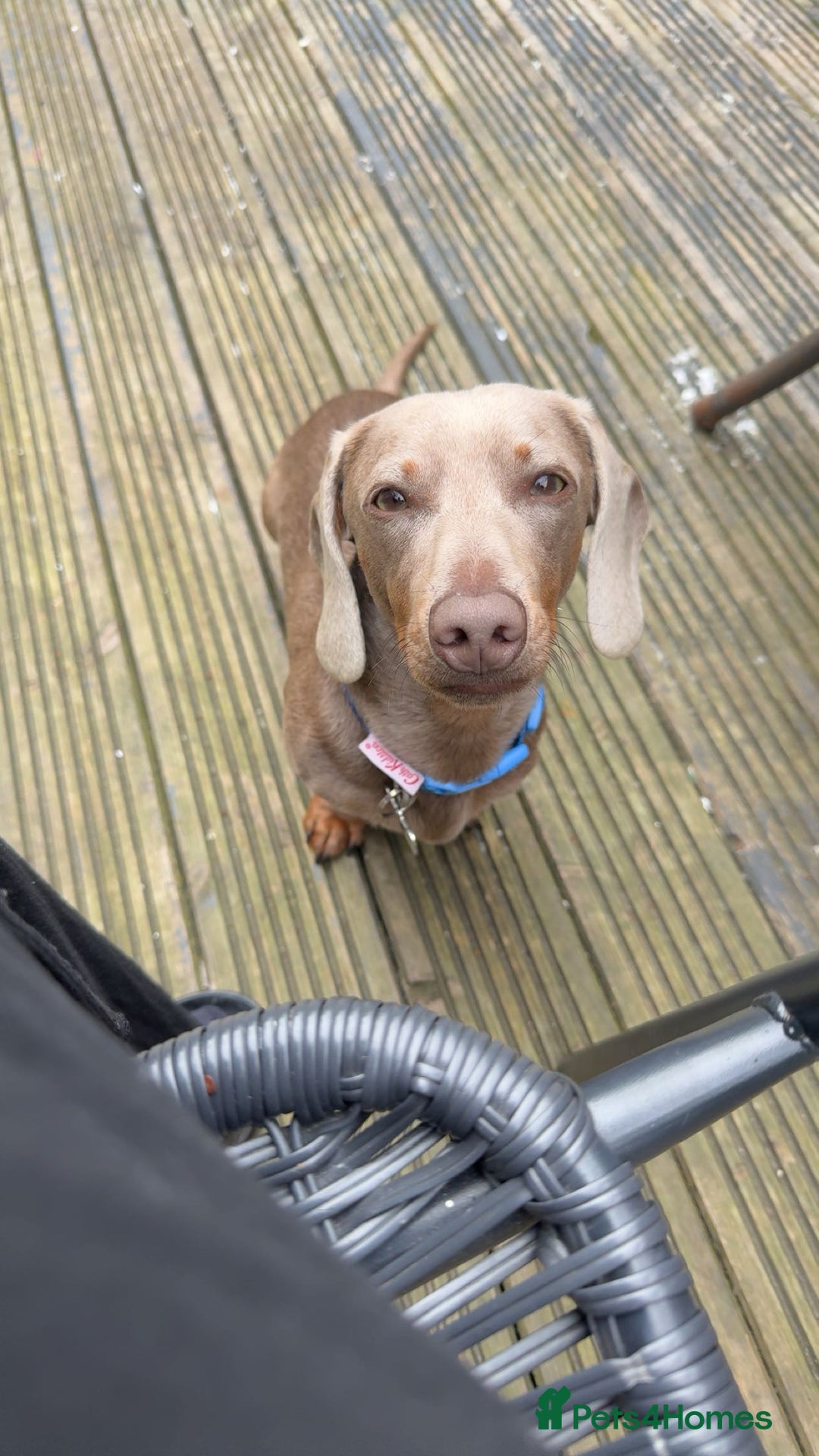 Miniature Dachshund dogs for sale: Isabella tan miniature dachshund  - Image 1