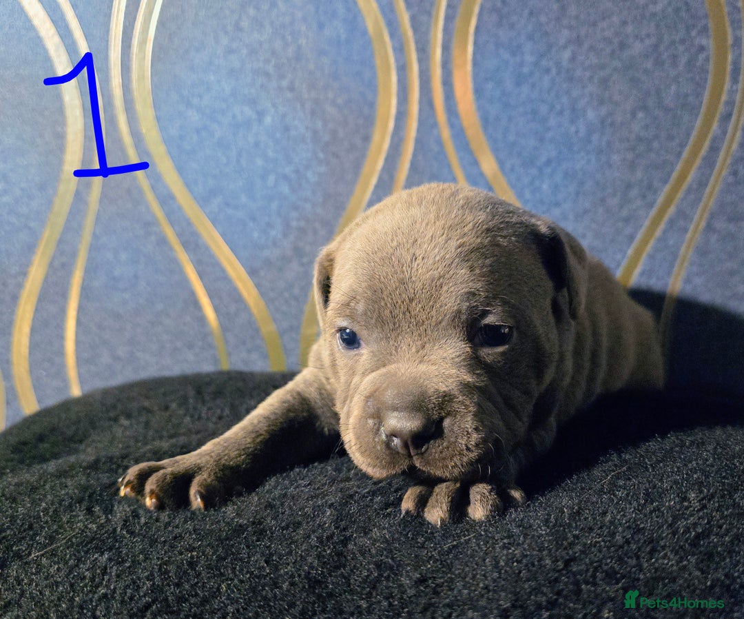 Staffordshire Bull Terrier dogs for sale: Stunning Staffordshire bull terrier pups  - Image 6