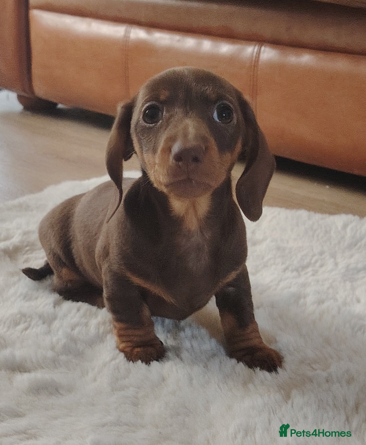 Miniature Dachshund dogs Miniature Dachshund Puppies Ready for Home - Advert 9