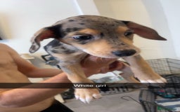 Mixed Breed dogs for sale: Mixed breed puppies READY TO GO! - Image 7