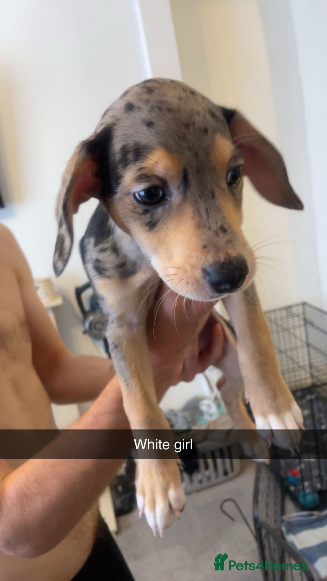 Mixed Breed dogs for sale: Mixed breed puppies READY TO GO! - Image 7