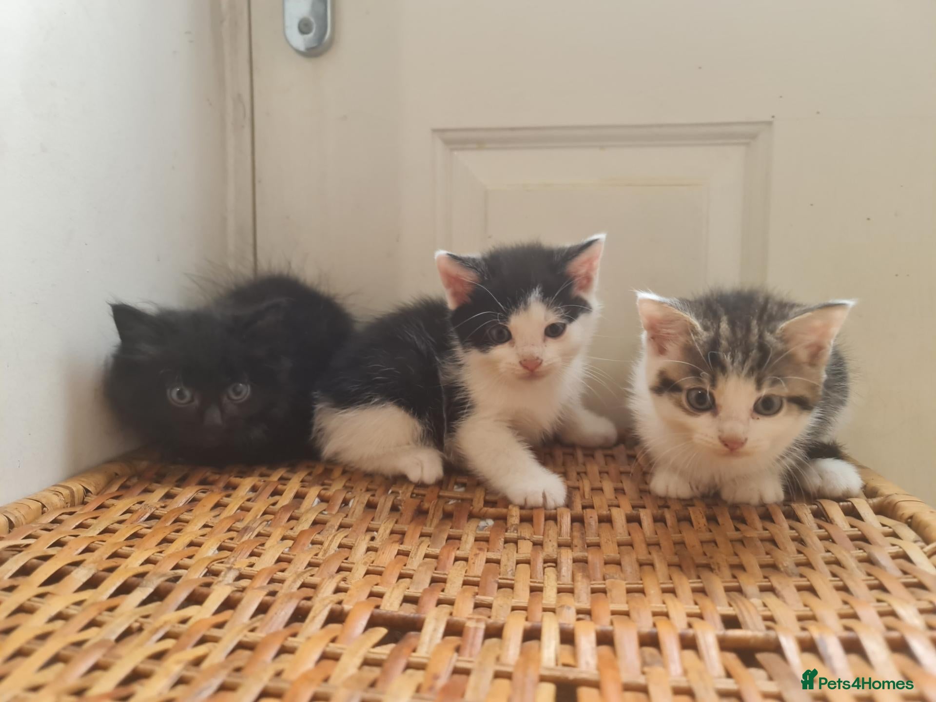 Mixed Breed cats 5 kittens for sale  - Advert 2