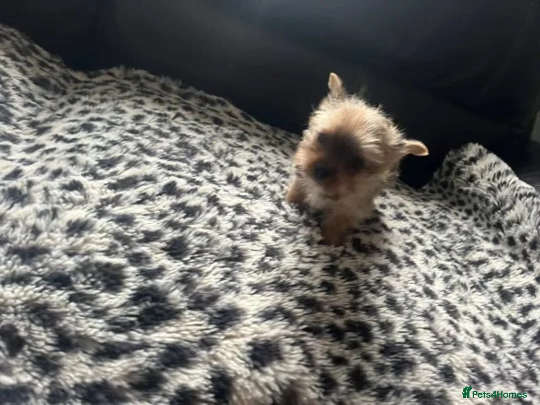 Yorkshire Terrier dogs for sale:  **  Yorkshire terriers in Derby - Advert 8