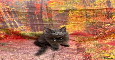 Maine Coon cats - Advert 7