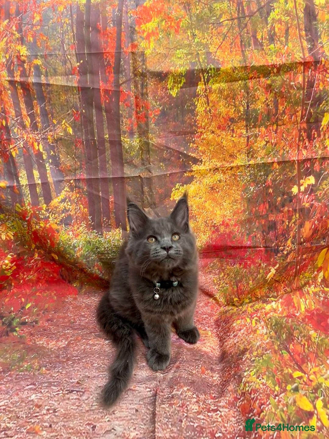 Maine Coon cats for sale: ❤️ Ready to go . GCCF Mainecoon kittens available  - Advert 3