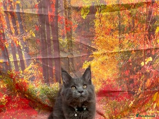 Maine Coon cats - Advert 20