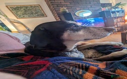 Mixed Breed dogs for adoption: Phoenix mature older boy  - Advert 4