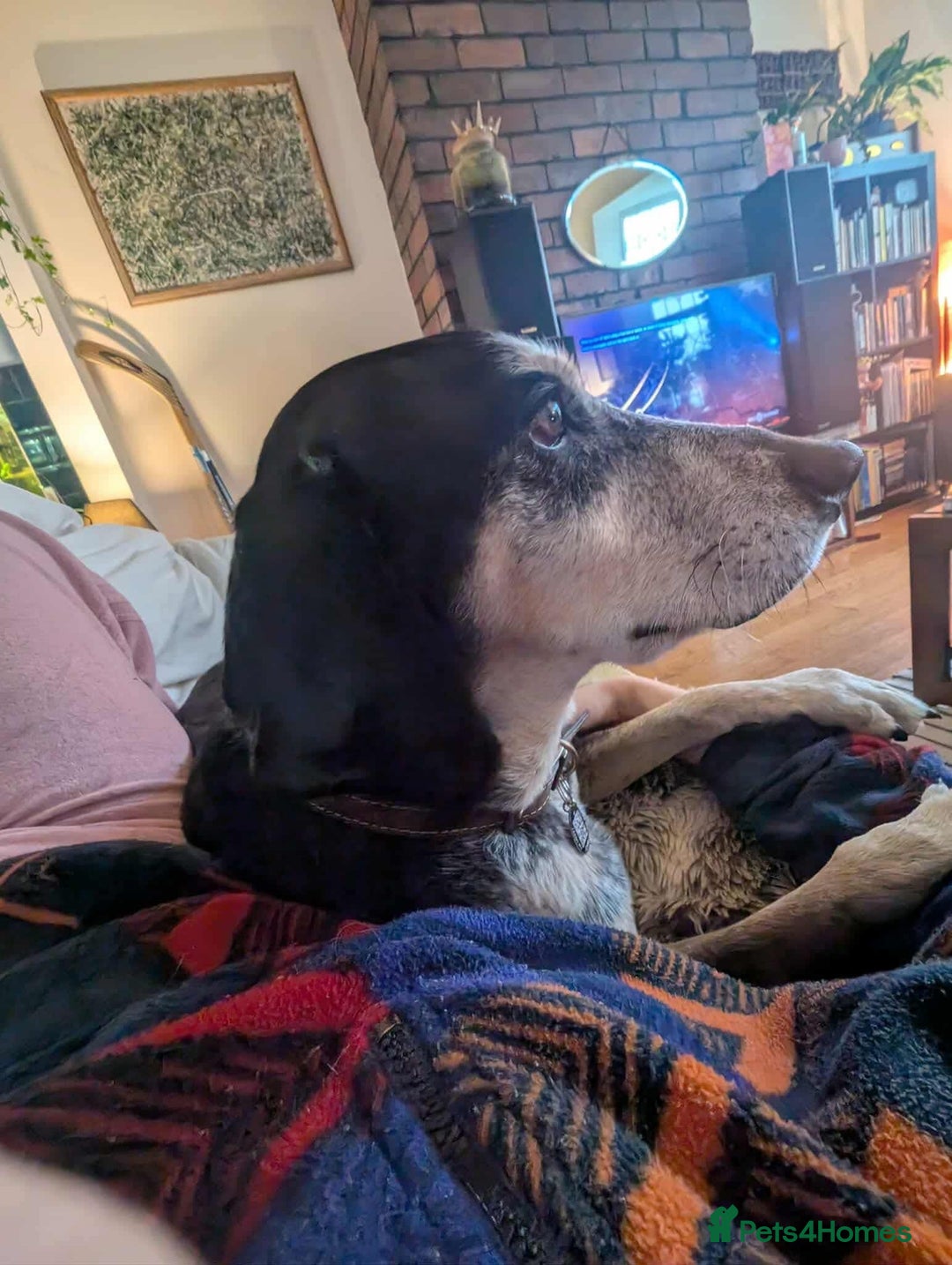 Mixed Breed dogs for adoption: Phoenix mature older boy  - Advert 4