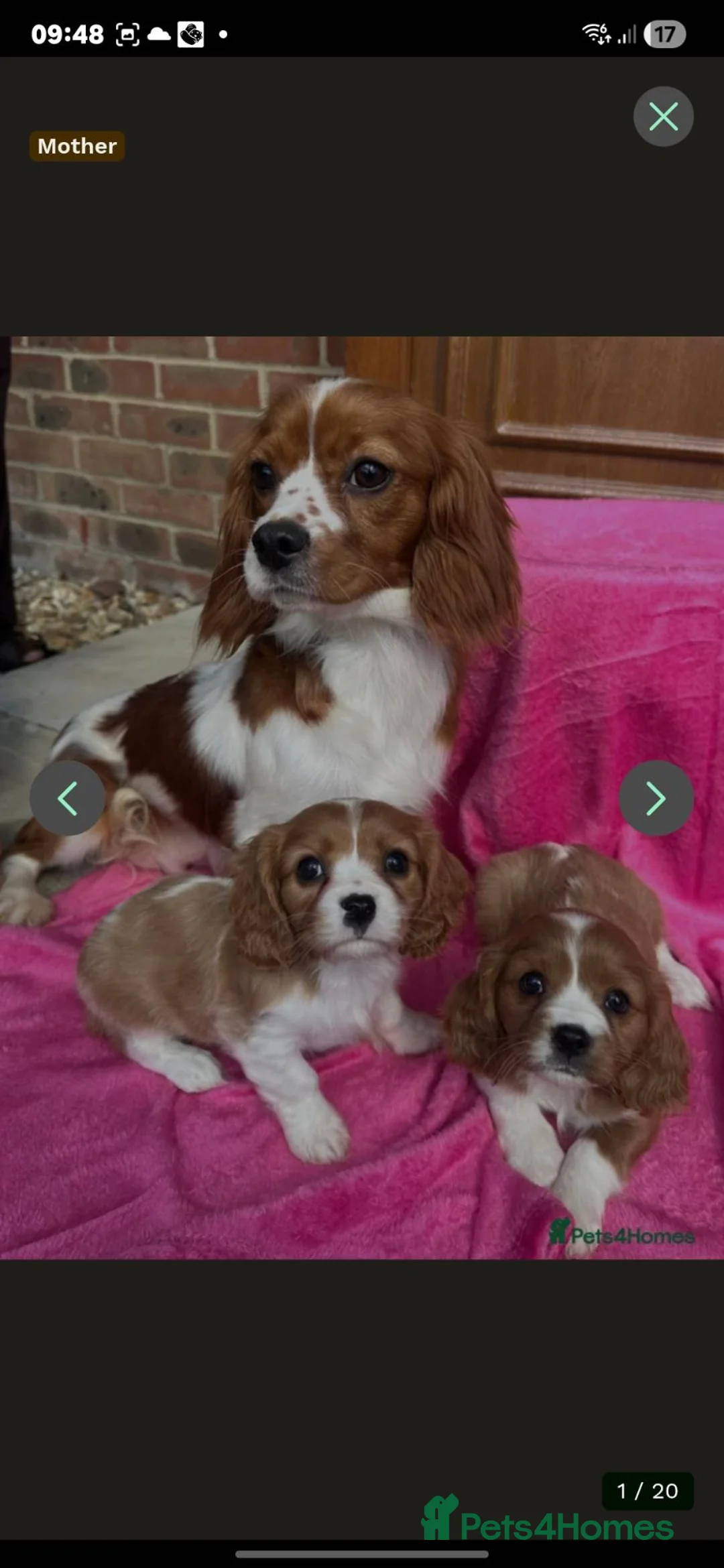 Cavalier King Charles Spaniel dogs for sale: 7 month old king charles spaniel in Littlehampton - Advert 2
