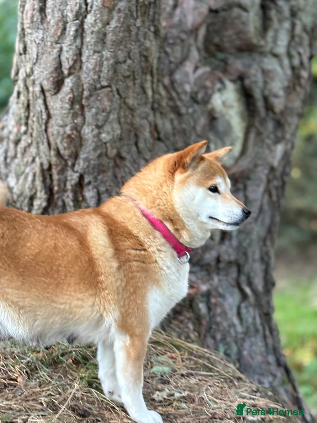 Japanese Shiba Inu dogs for sale: 10 weeks old KC Black/Tan Boy 💖 - Advert 19