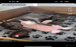 Staffordshire Bull Terrier dogs for sale: Pedigree blue kc reg staffordshire bull terrier  - Image 7
