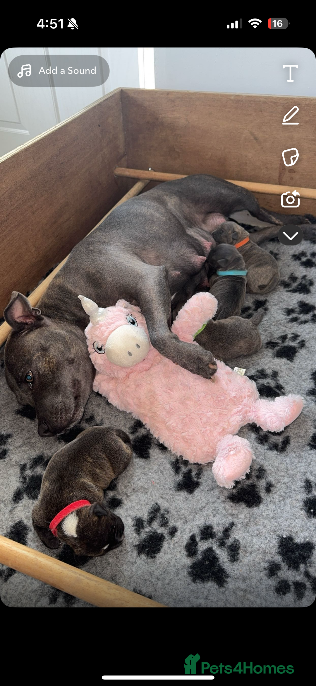 Staffordshire Bull Terrier dogs for sale: Pedigree blue kc reg staffordshire bull terrier  - Image 7