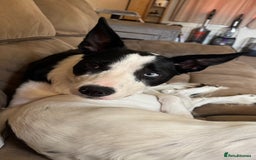 Border Collie dogs for sale: 11 Month Old Border Collie - Image 4