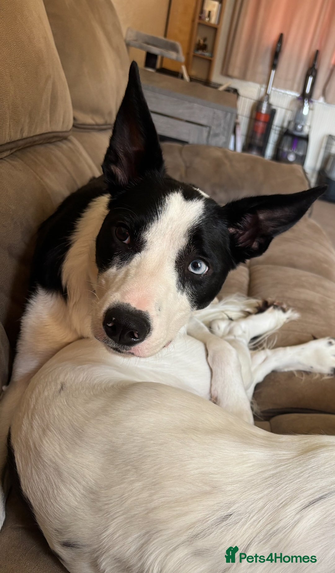 Border Collie dogs for sale: 11 Month Old Border Collie - Image 4