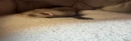 Ferret rodents for sale: Ferret Kits  in Manchester - Advert 10