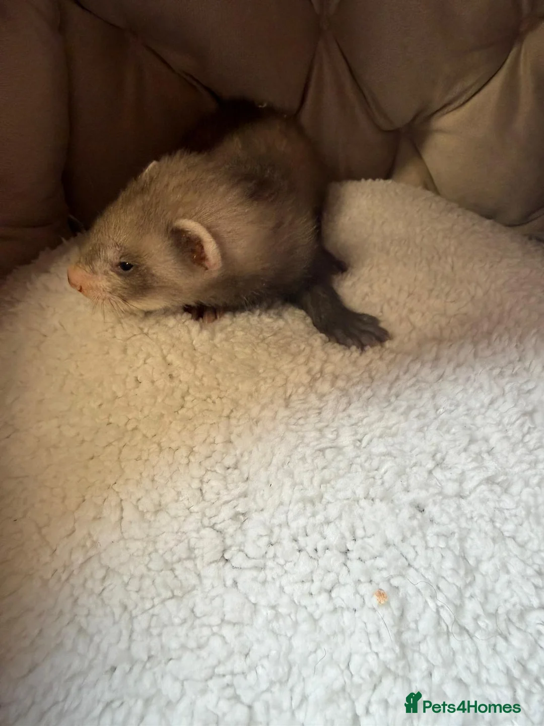 Ferret rodents for sale: Ferret Kits  in Manchester - Advert 10