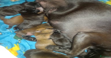 Patterdale Terrier dogs - Advert 1