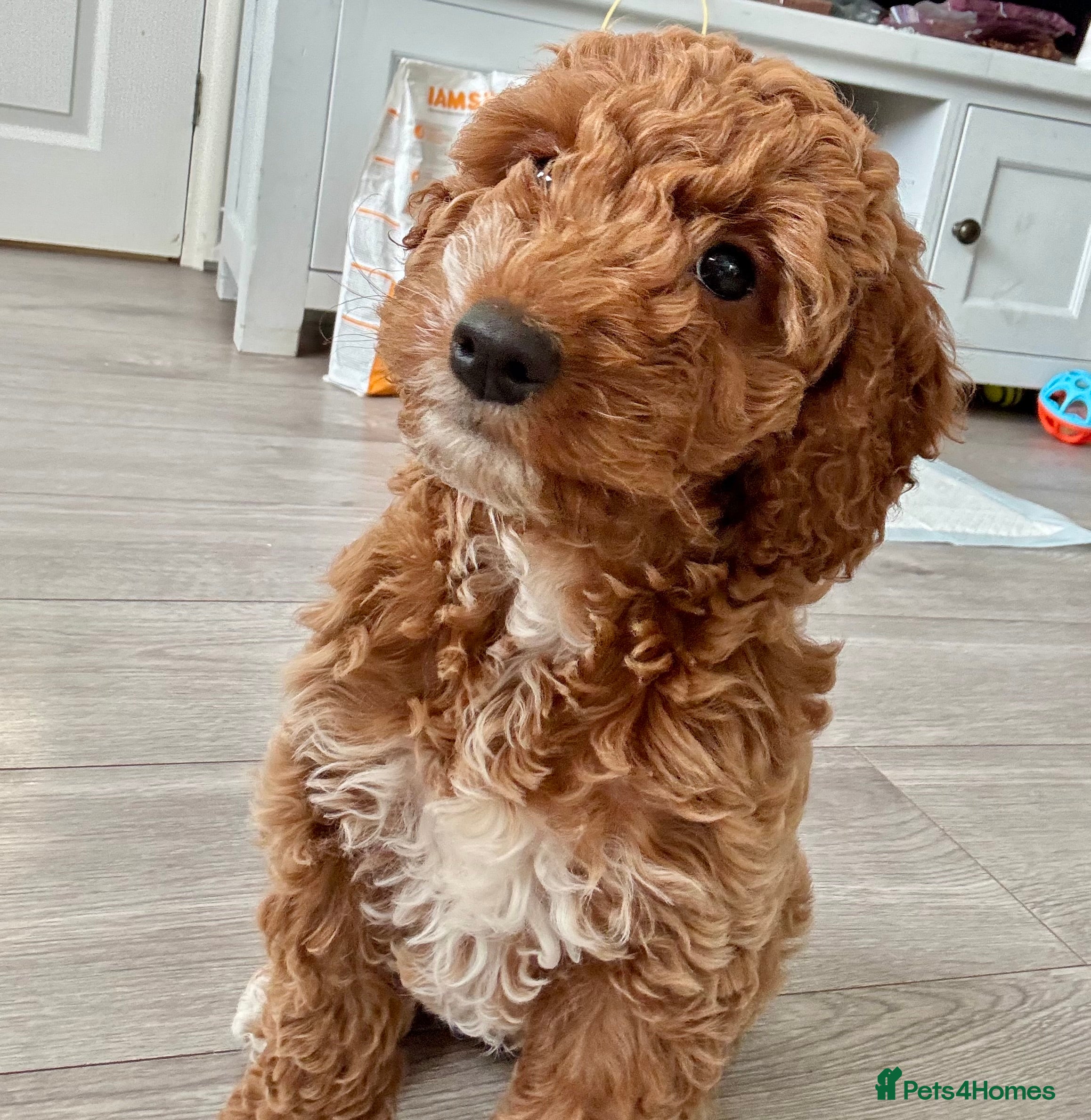 Cockapoo dogs Red health tested Cockapoo girl ❤️ available now - Advert 6