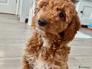 Cockapoo dogs Red health tested Cockapoo girl ❤️ available now - Advert 3