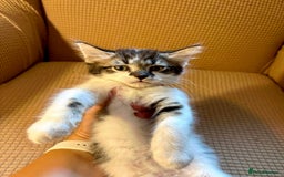 Mixed Breed cats for sale: Adorable mixed breed kittens in Kent! - Image 3