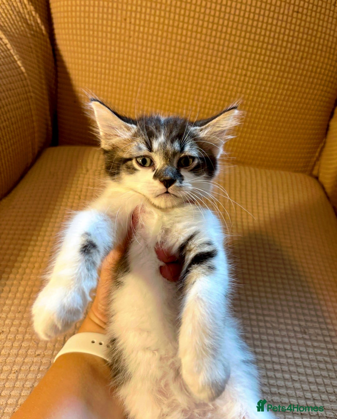 Mixed Breed cats for sale: Adorable mixed breed kittens in Kent! - Image 3
