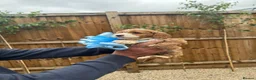 Cockapoo dogs for sale: Cockapoo F1 Gorgeous Puppies 🐶❤️ - Advert 20