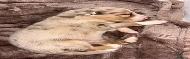 Border Collie 3