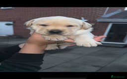 Labrador Retriever dogs for sale: 1 yellow GIRL LEFT KC reg LABRADOR PUPS - Image 12