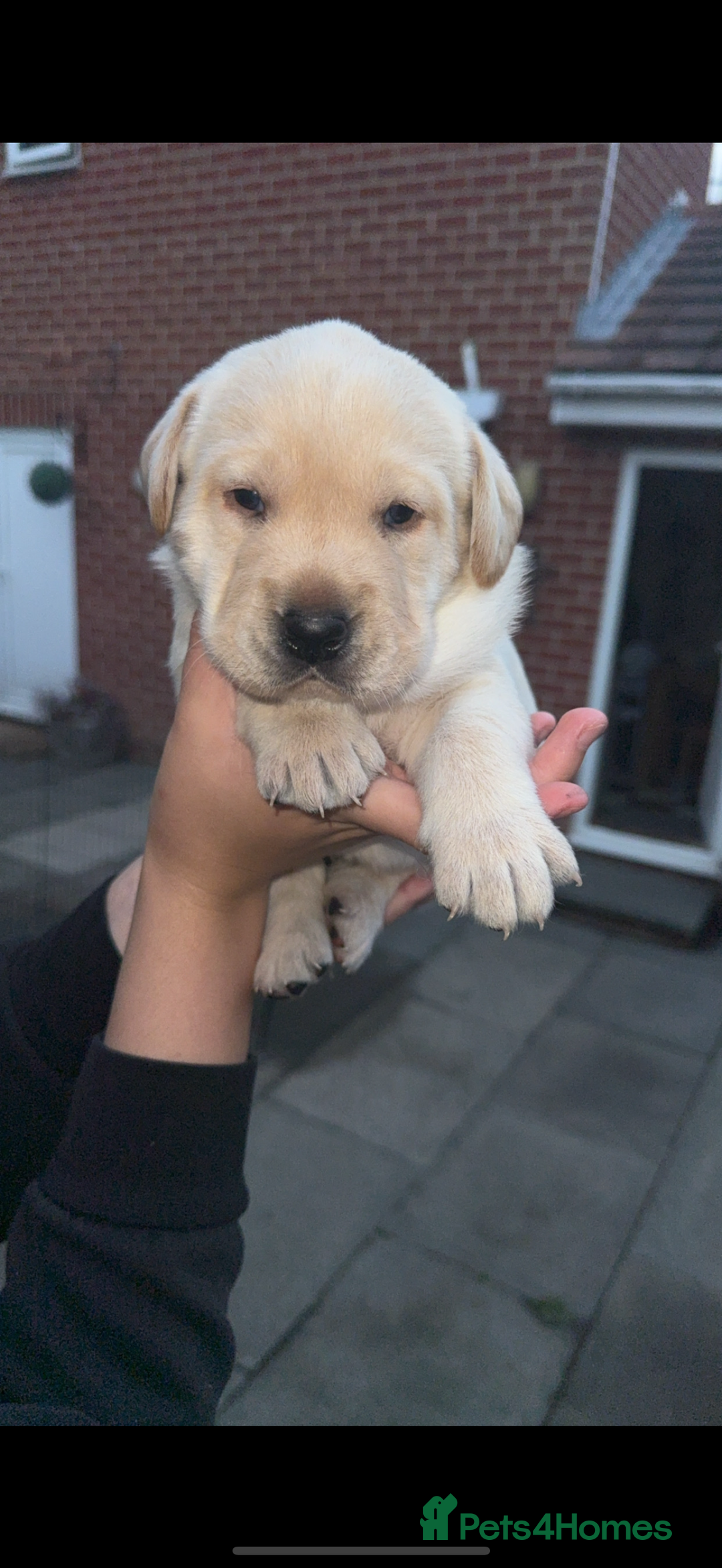 Labrador Retriever dogs for sale: 1 yellow GIRL LEFT KC reg LABRADOR PUPS - Image 12