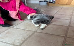 Lhasa Apso dogs for sale: Beautiful kc reg male  - Image 3