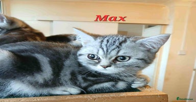 British Shorthair cats - Advert 10