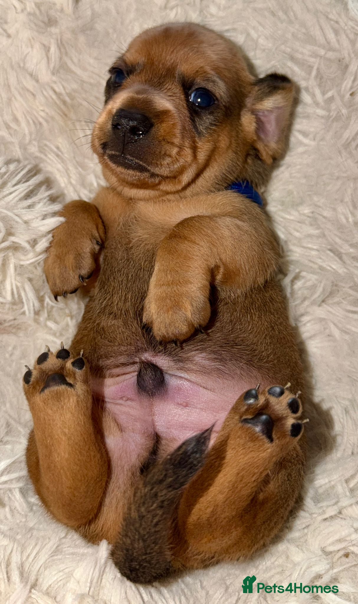 Miniature Dachshund dogs Your new best friend awaits🥰 5 gorgeous boys🩵 - Advert 6