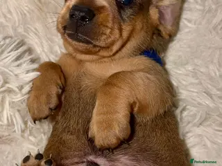 Miniature Dachshund dogs Your new best friend awaits🥰 5 gorgeous boys🩵 - Advert 6