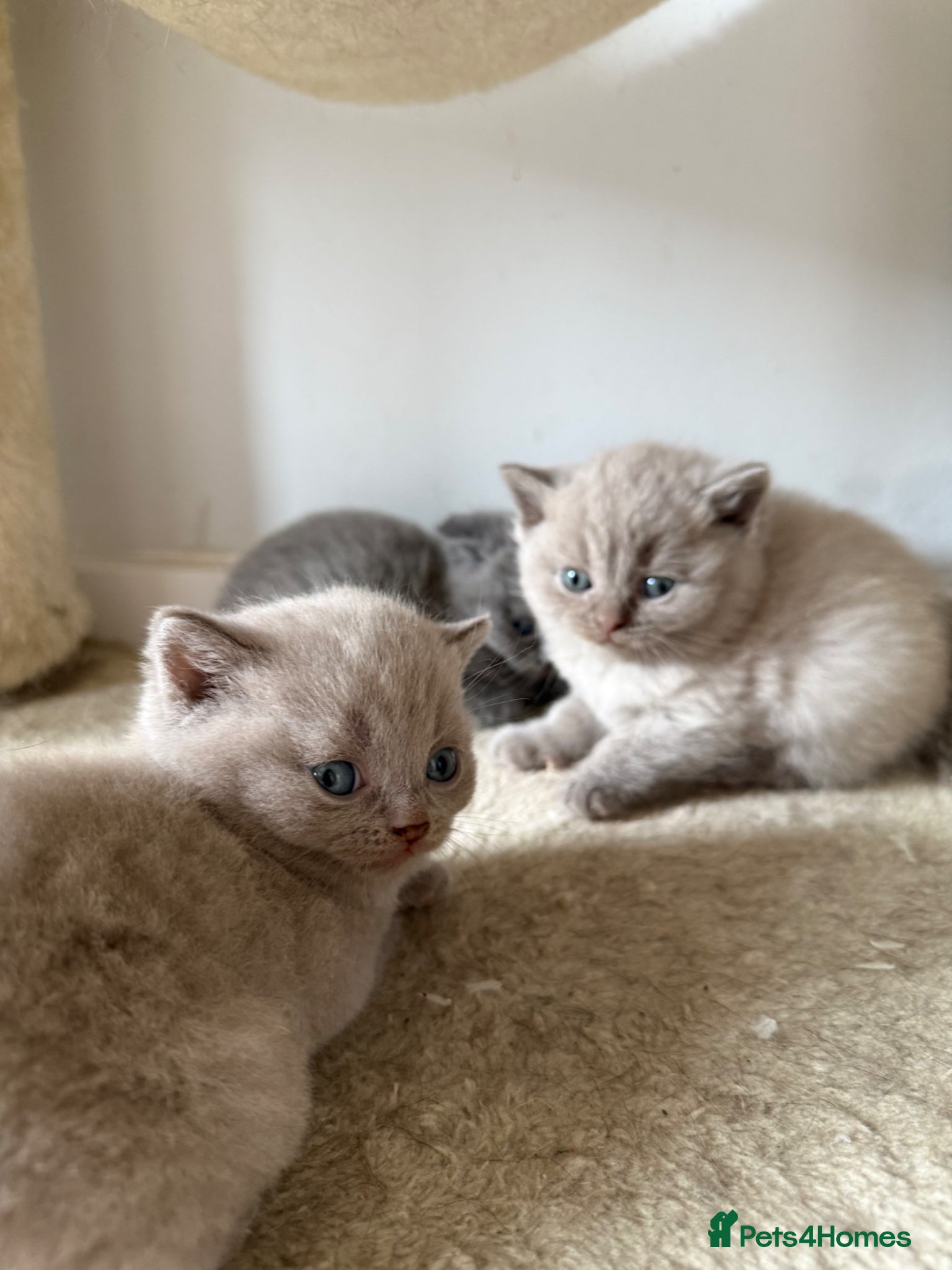 Scottish Fold cats Beautiful scottishfold/Scottish straight kittens🥰 - Advert 1