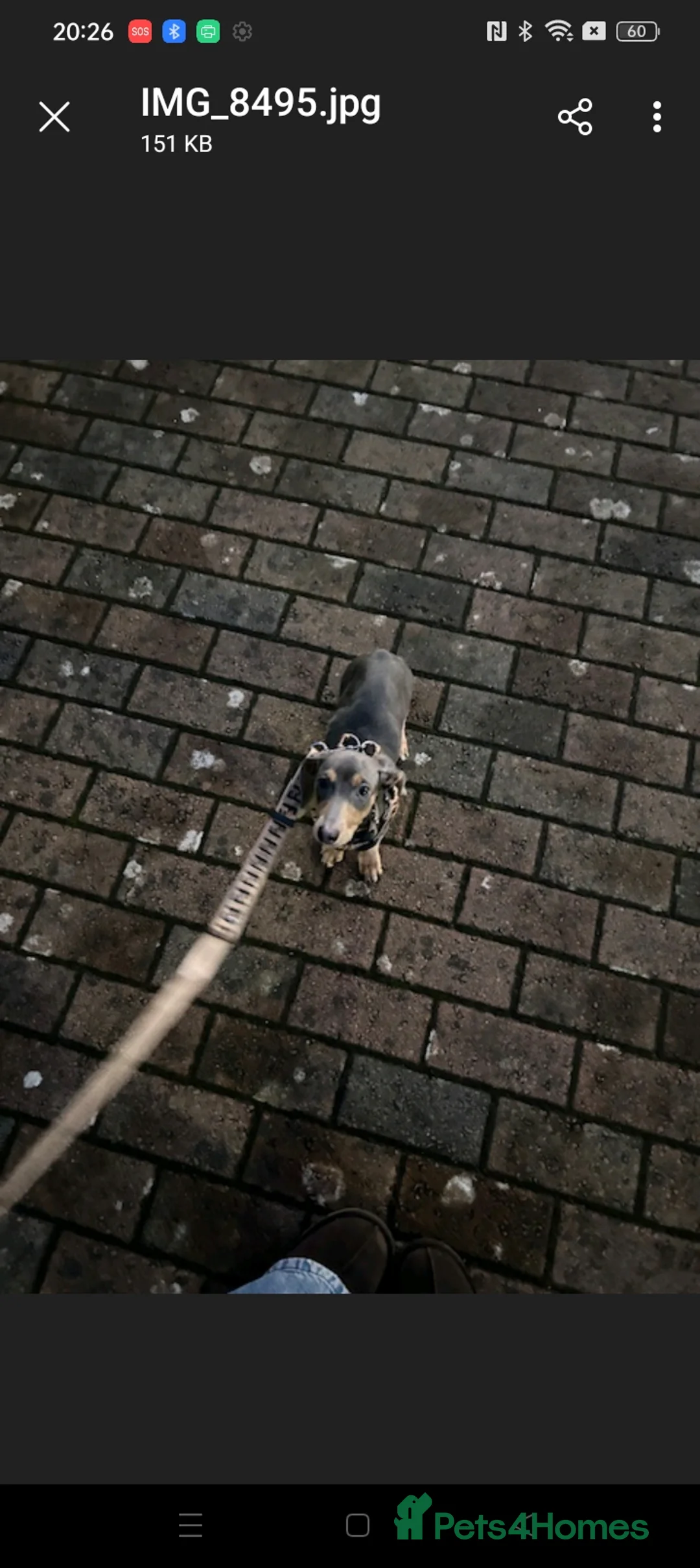 Dachshund dogs for sale: Beautiful male dachshund  - Advert 5