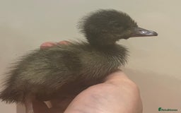 Ducks poultry for sale: Indian runner ducks /pompom runners  - Image 7