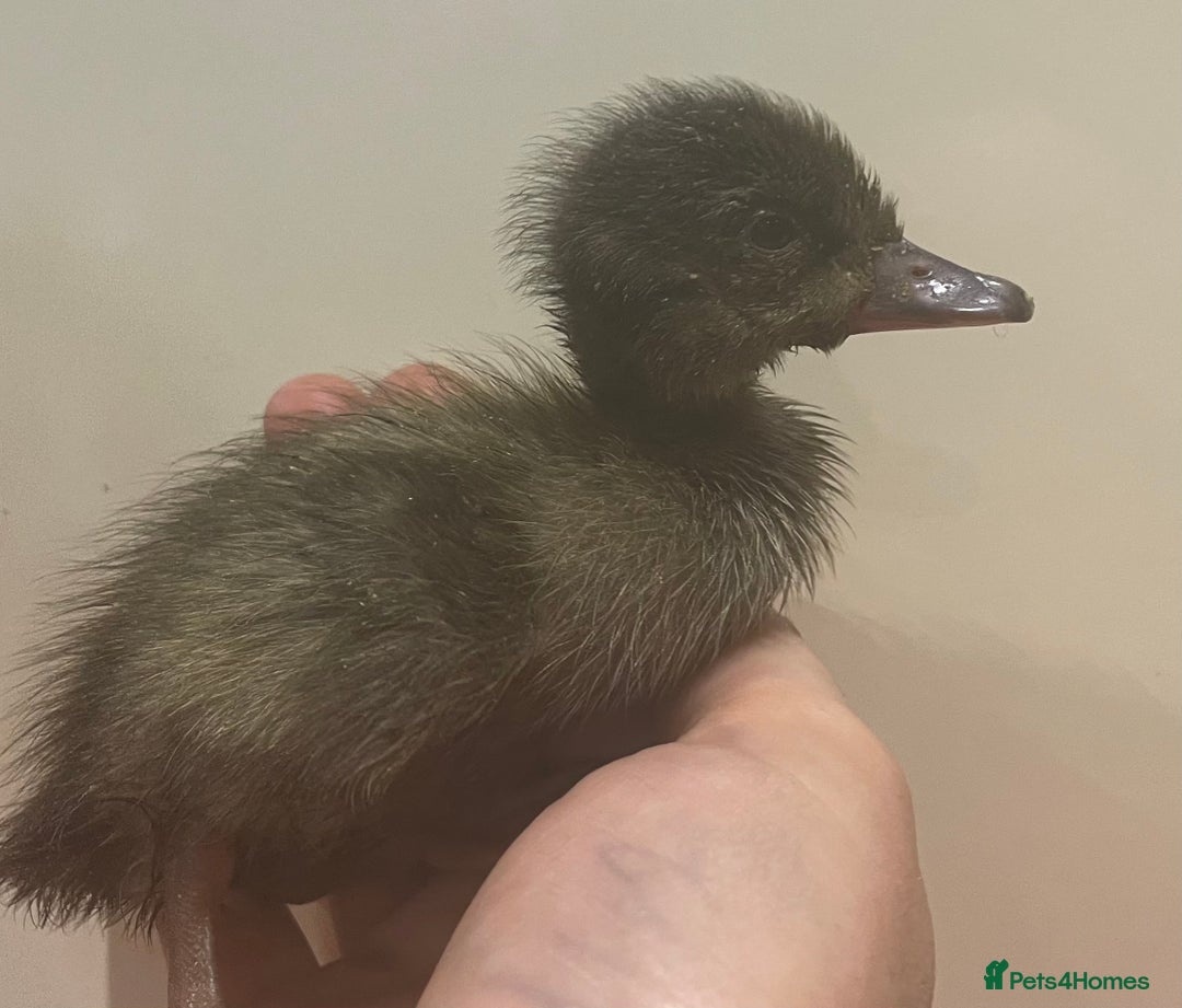 Ducks poultry for sale: Indian runner ducks /pompom runners  - Image 7