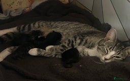 Domestic Shorthair cats for sale: Domestic shorthair - Image 2